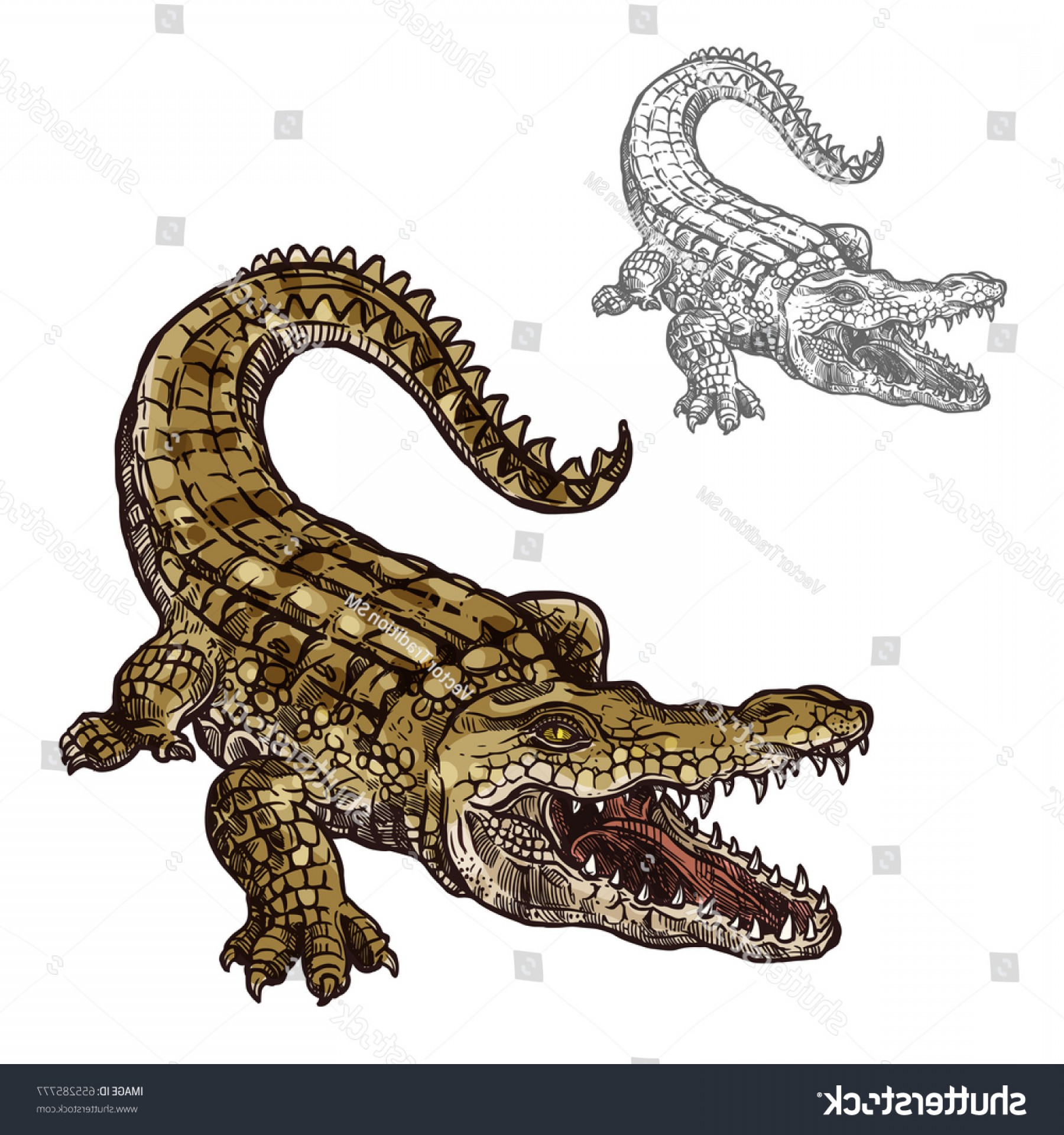 Crocodile Alligator Sketch Vector Icon Sea Soidergi 1800x1920 Crocodile Alligator Sketch Vector Icon Sea Soidergi