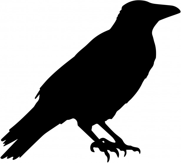 615x554 Crow Vector Silhouette Free Stock Photo