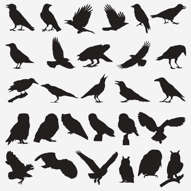 626x626 Owl Crow Silhouettes Vector Premium Download