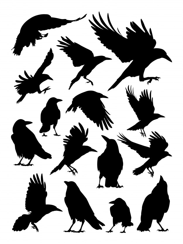 626x832 Rook, Crow, Raven Silhouette Vector Premium Download