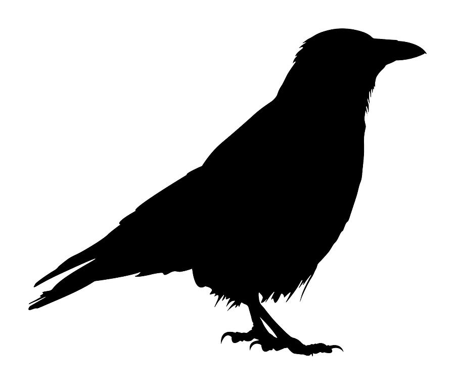 900x761 Silhouette Of The Crow Standing