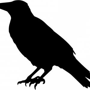 300x300 Crow Raven Bird Wings Black Silhouette Vector Raptor Wildlife