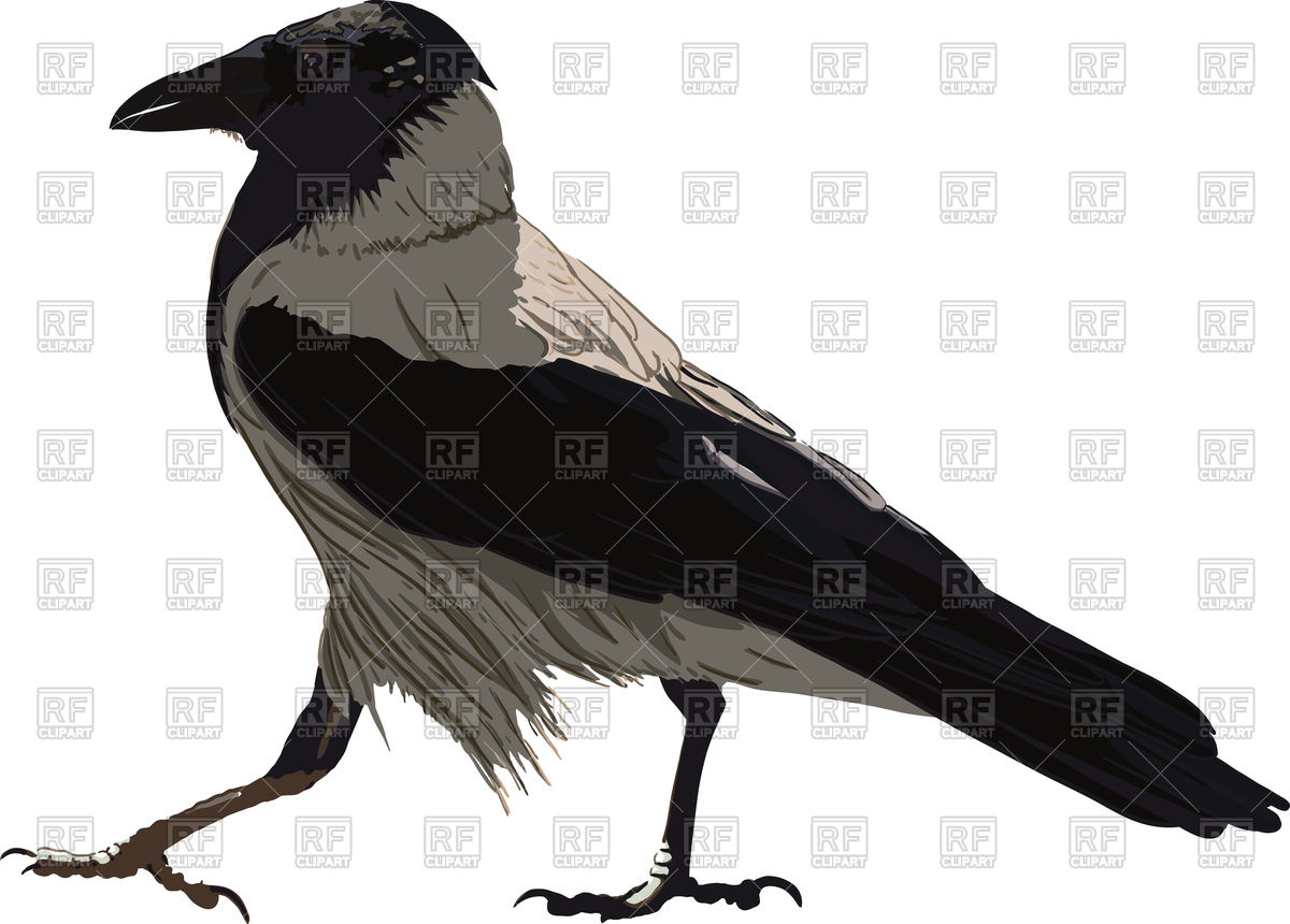 Crow Vector Image Of Plants And Animals Sharpner 1200x860 Crow Vector Image Of Plants And Animals Sharpner