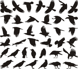 Crow Vector Photos, Royalty Free Images, Graphics, Vectors 270x240 Crow Vector Photos, Royalty Free Images, Graphics, Vectors