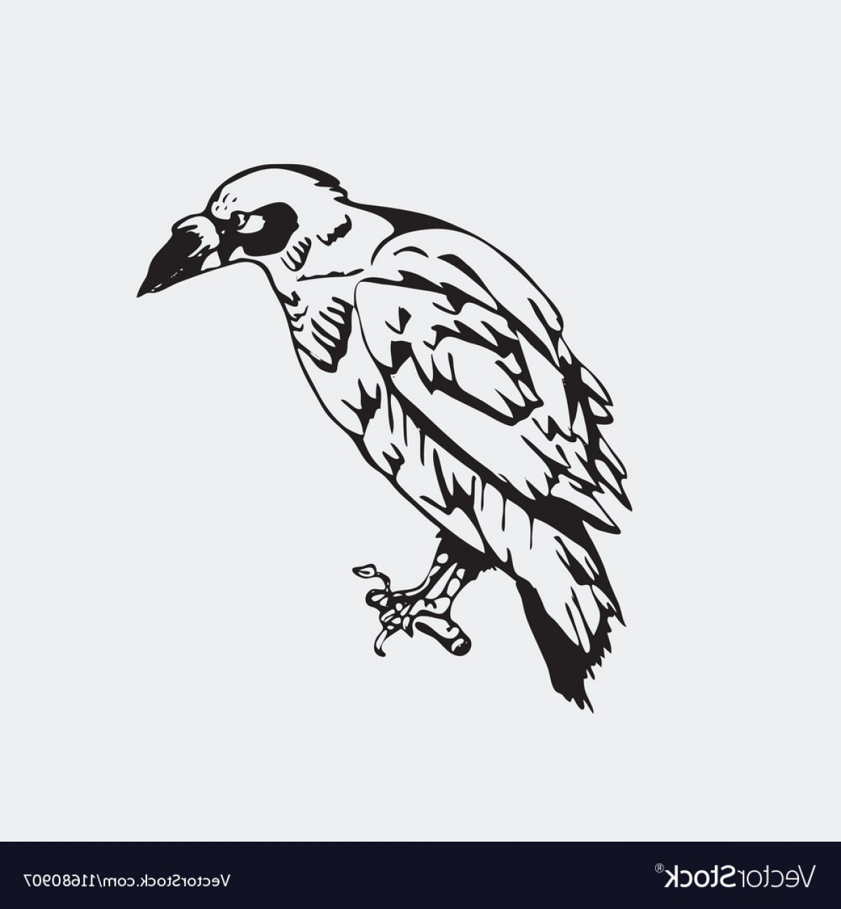 Hand Drawn Pencil Graphics Bird Raven Crow Vector Catchsplace 1200x1296 Hand Drawn Pencil Graphics Bird Raven Crow Vector Catchsplace