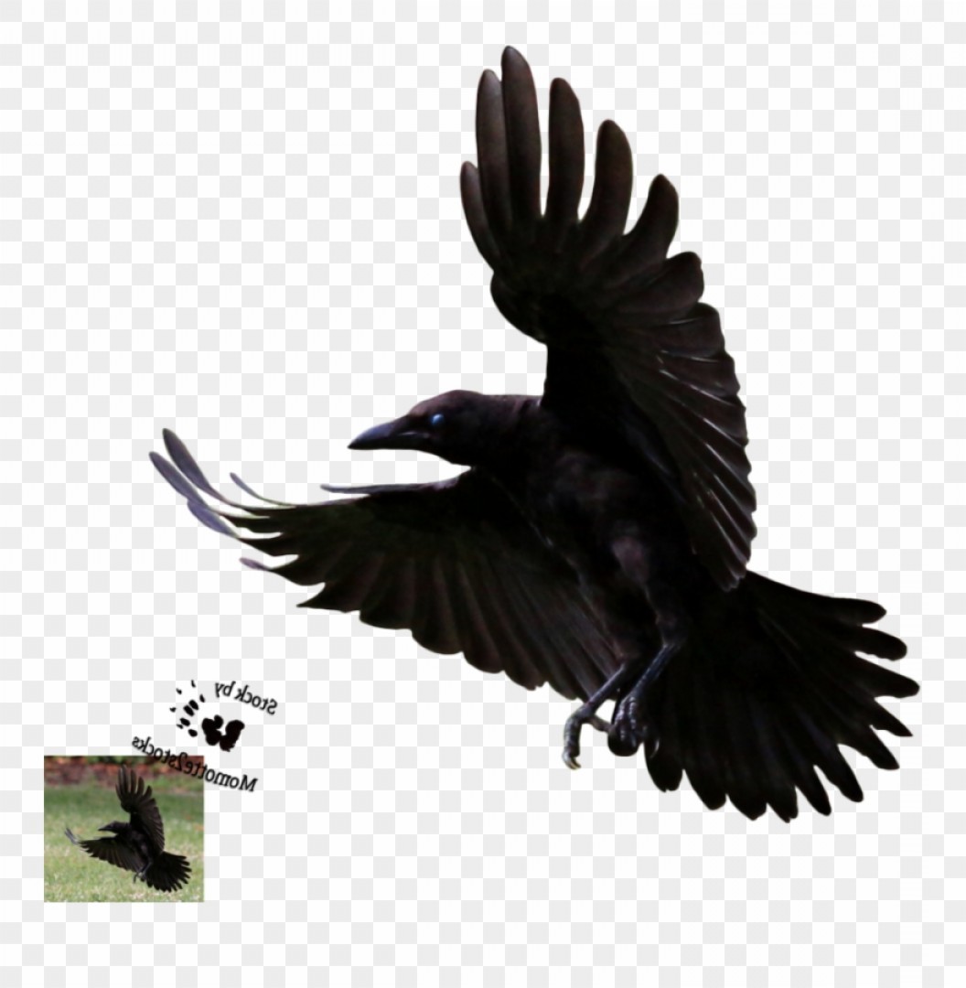 Hbxtibraven Clipart Simple Crow Flying Png Download Cultracing 1056x1080 Hbxtibraven Clipart Simple Crow Flying Png Download Cultracing
