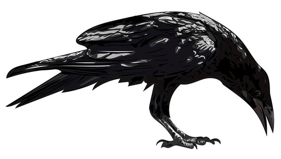 Black Crow High Detailed Vector Art Black Crow, Svg 570x323 Black Crow High Detailed Vector Art Black Crow, Svg