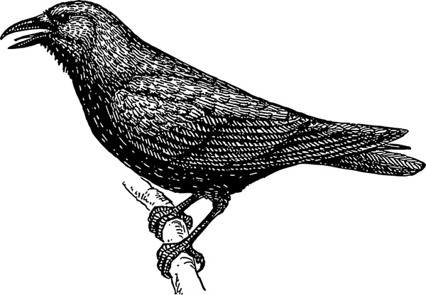 Crow Free Vector In Open Office Drawing 600x416 Crow Free Vector In Open Office Drawing
