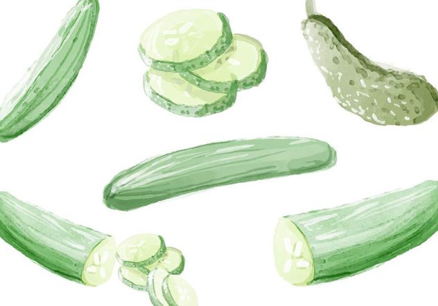 632x442 Watercolor Cucumber Vectors Free Vector Download Cannypic