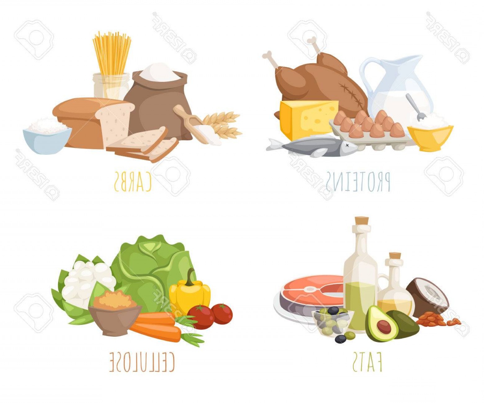 1560x1299 Photostock Vector Healthy Nutrition Proteins Fats Carbohydrates