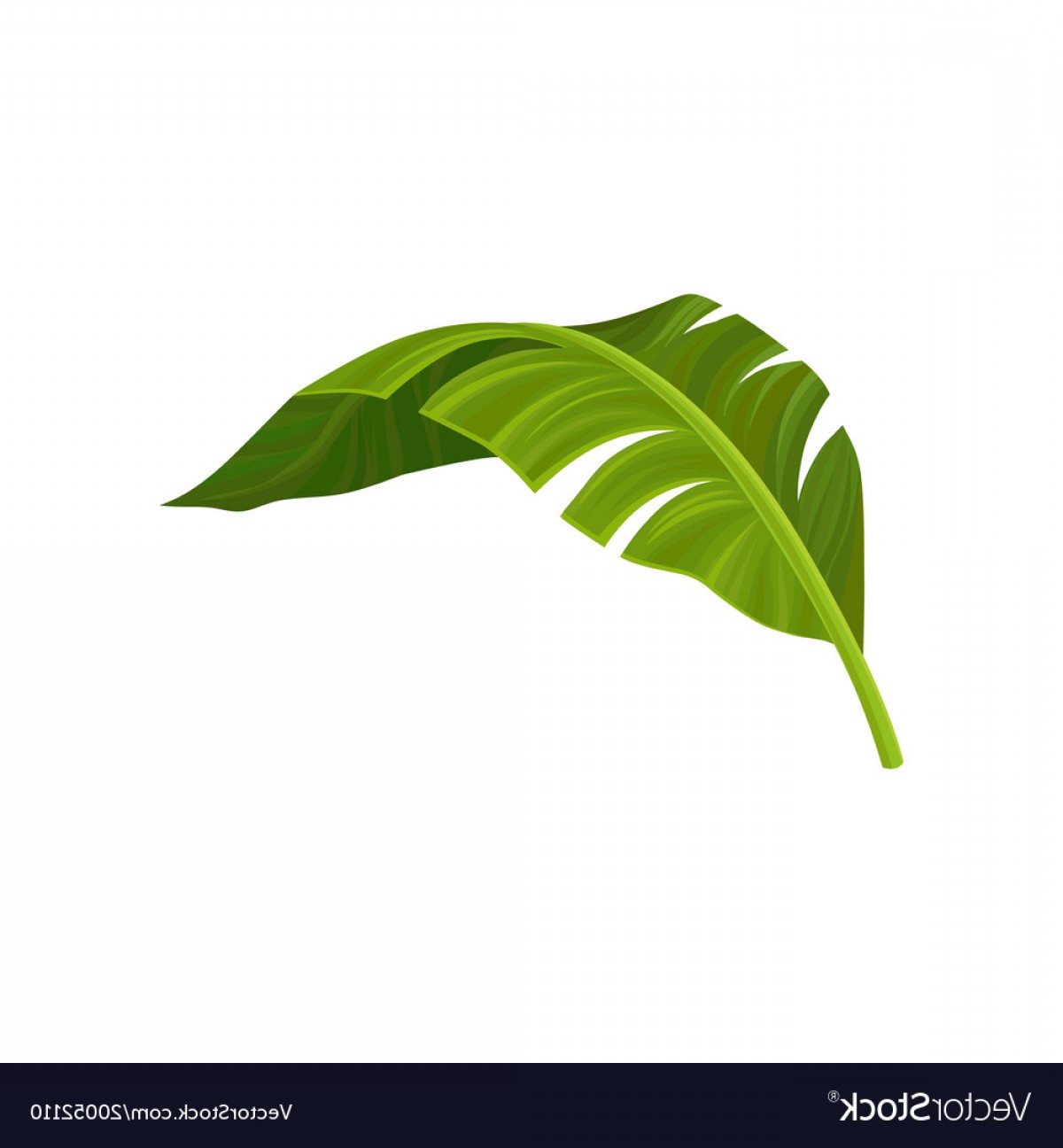 Download Curved Leaf Vector at Vectorified.com | Collection of ...