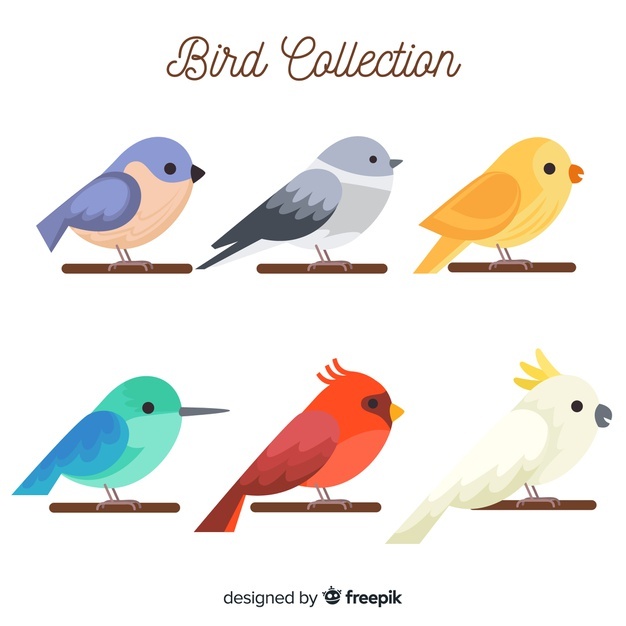 626x626 Bird Vectors, Photos And Free Download