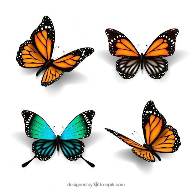 626x626 Butterfly Vectors, Photos And Free Download