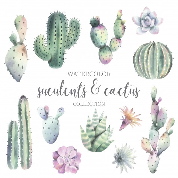 626x626 Cactus Vectors, Photos And Free Download