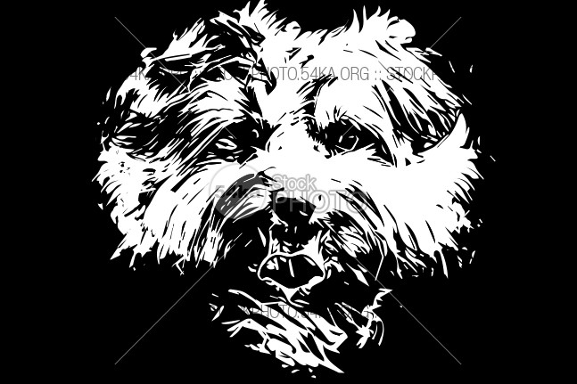 647x431 Yorkie Yorkshire Terrier Dog Vector Art Black Background