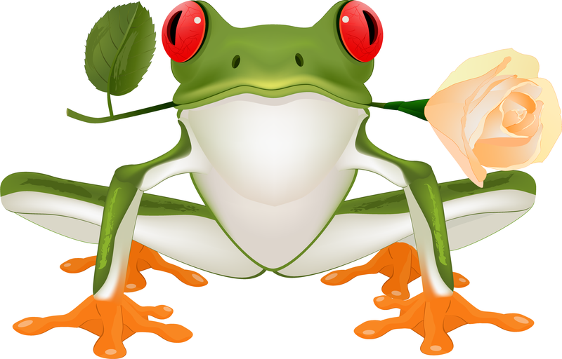 800x512 Vector Cute Frogs
