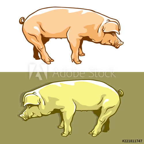 Cute Pig 500x500 Cute Pig