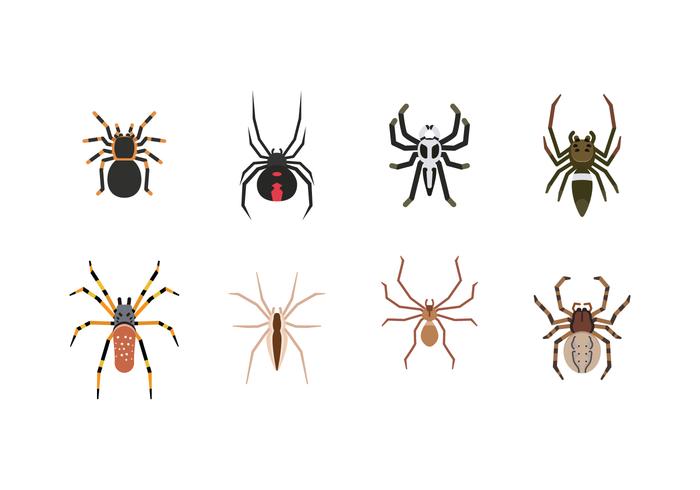 Spider Vector 700x490 Spider Vector