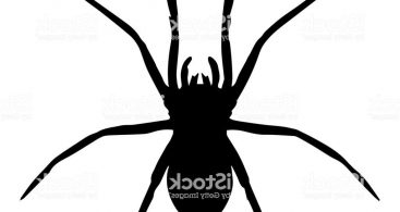 Cute Real Spiders Vector Archives 367x195 Cute Real Spiders Vector Archives