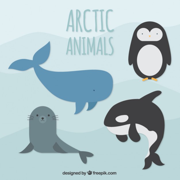 626x626 Whale Vectors, Photos And Free Download
