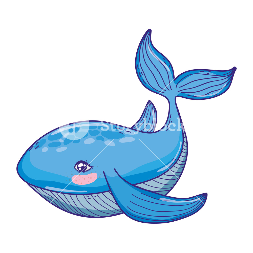 1000x1000 Cute Whale Tropical Sea Animal Vector Illustration Royalty Free