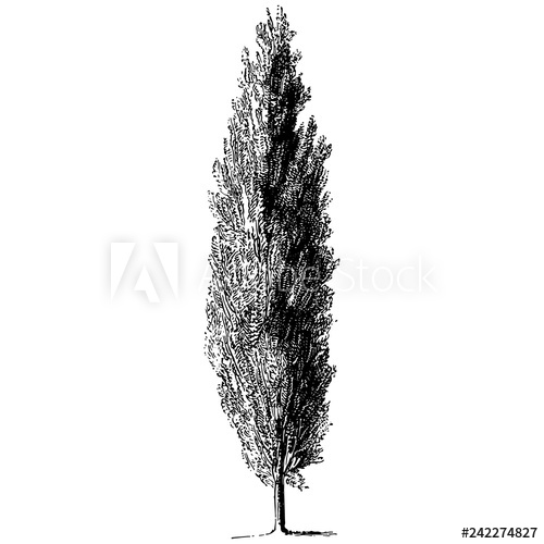 Cypress Tree Vintage Illustrations 500x500 Cypress Tree Vintage Illustrations