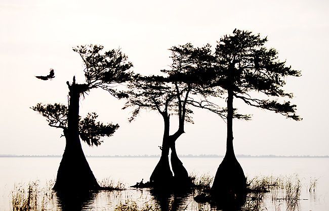 Cypress Trees In Louisiana Cypress Trees Caddo Lake In Texas 650x418 Cypress Trees In Louisiana Cypress Trees Caddo Lake In Texas