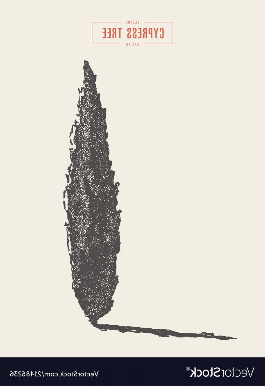 High Detail Vintage Cypress Tree Drawn Vector Cqrecords 890x1296 High Detail Vintage Cypress Tree Drawn Vector Cqrecords