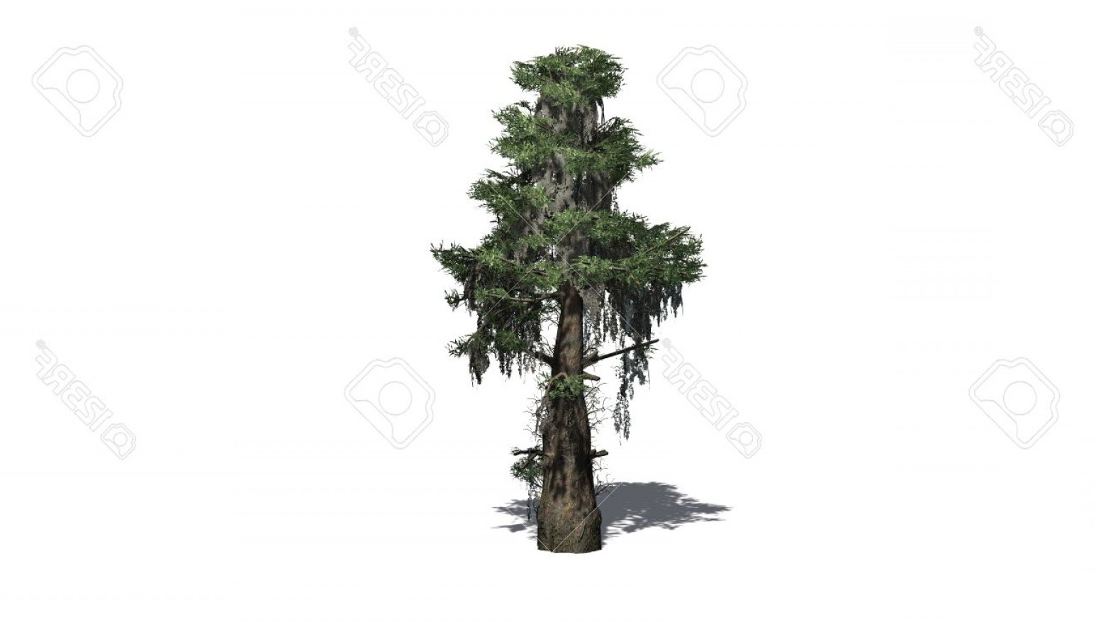 Photobald Cypress Tree Separated On White Background Cqrecords 1560x877 Photobald Cypress Tree Separated On White Background Cqrecords