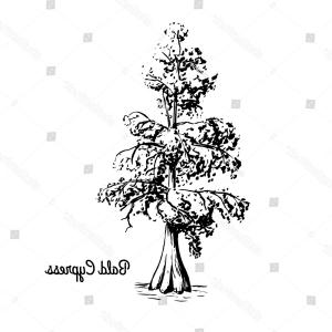 Pristine Stand Native Bald Cypress Trees Createmepink 300x300 Pristine Stand Native Bald Cypress Trees Createmepink