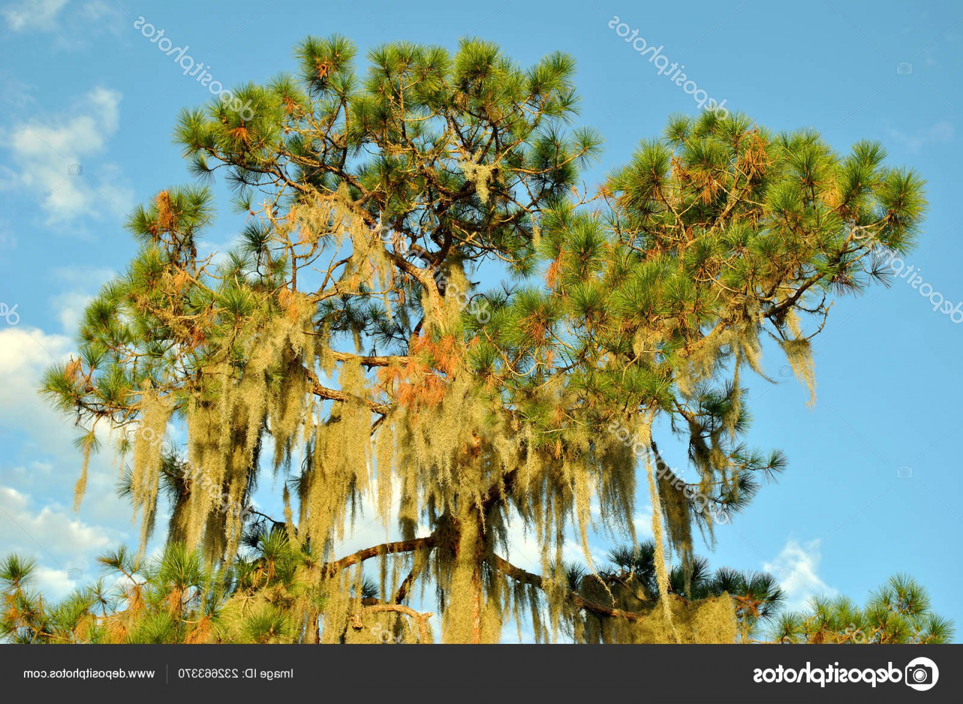 Spanish Moss Tree Vector Catchsplace 1920x1405 Spanish Moss Tree Vector Catchsplace