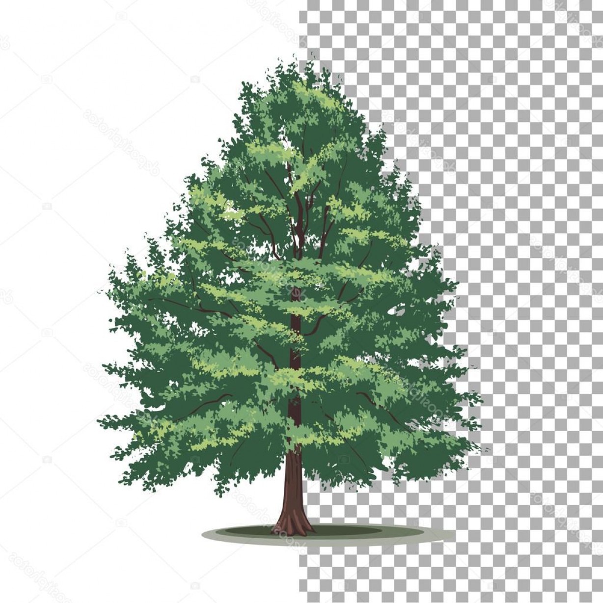 Stock Illustration Bald Cypress Tree Isolated Vector Cqrecords 1228x1228 Stock Illustration Bald Cypress Tree Isolated Vector Cqrecords
