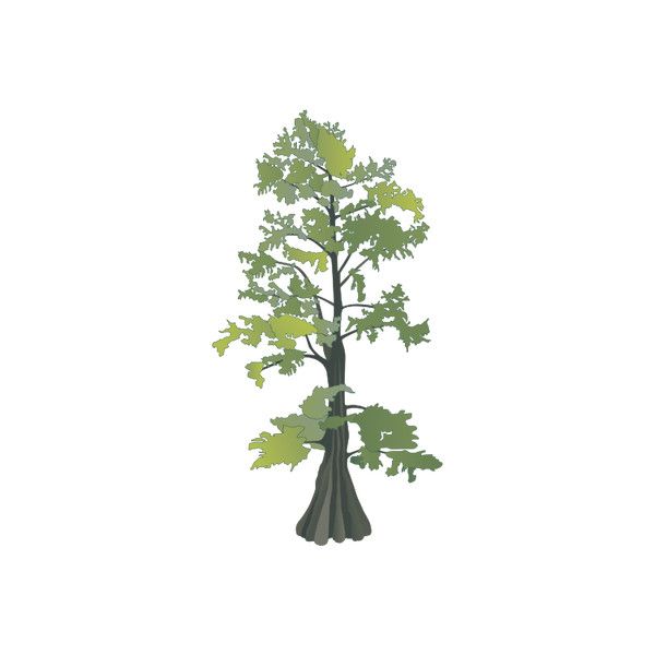 Taxodium Distichum 600x600 Taxodium Distichum