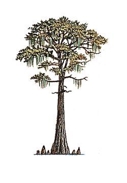 The Bald Cypress Is The State Tree Condo Bald Cypress Tree 250x358 The Bald Cypress Is The State Tree Condo Bald Cypress Tree