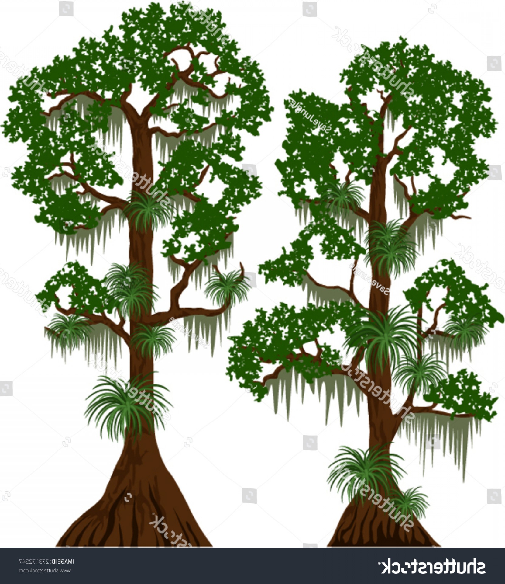 Vector Cypress Trees Spanish Moss Cqrecords 1662x1920 Vector Cypress Trees Spanish Moss Cqrecords