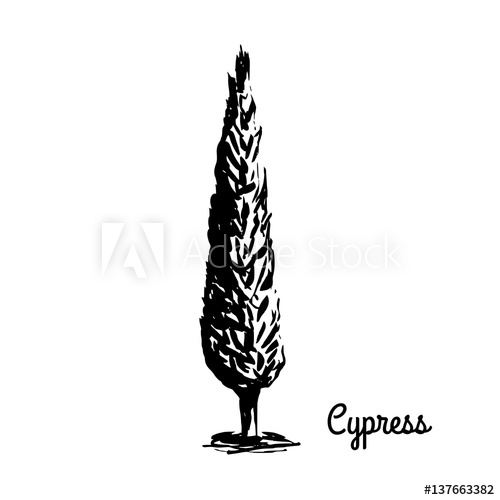 Vector Sketch Illustration Black Silhouette Of Cypress Isolated 500x500 Vector Sketch Illustration Black Silhouette Of Cypress Isolated