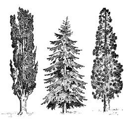 Set Of Hand Drawn Trees Italian Cypress And Stone Pine Pinea 262x240 Set Of Hand Drawn Trees Italian Cypress And Stone Pine Pinea