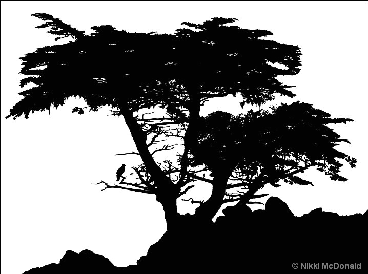 Cypress Tree Silhouette 718x535 Cypress Tree Silhouette