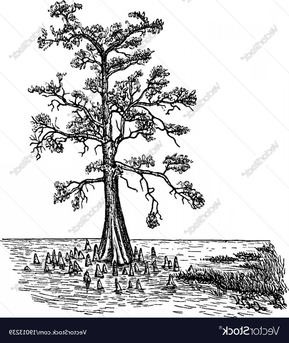 Cypress Tree Sketch at PaintingValley.com | Explore collection of ...