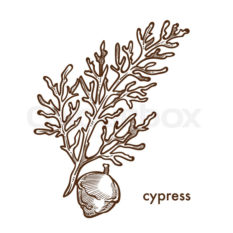 Cypress Branch Of Plant With Leaves Stock Vector Colourbox 800x800 Cypress Branch Of Plant With Leaves Stock Vector Colourbox