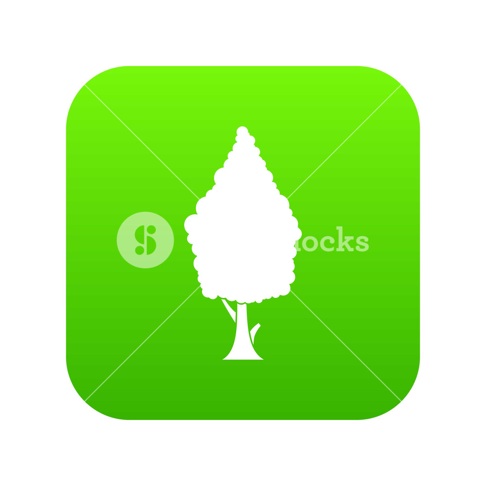 Cypress Icon Digital Green For Any Design Isolated On White Vector 1000x1000 Cypress Icon Digital Green For Any Design Isolated On White Vector