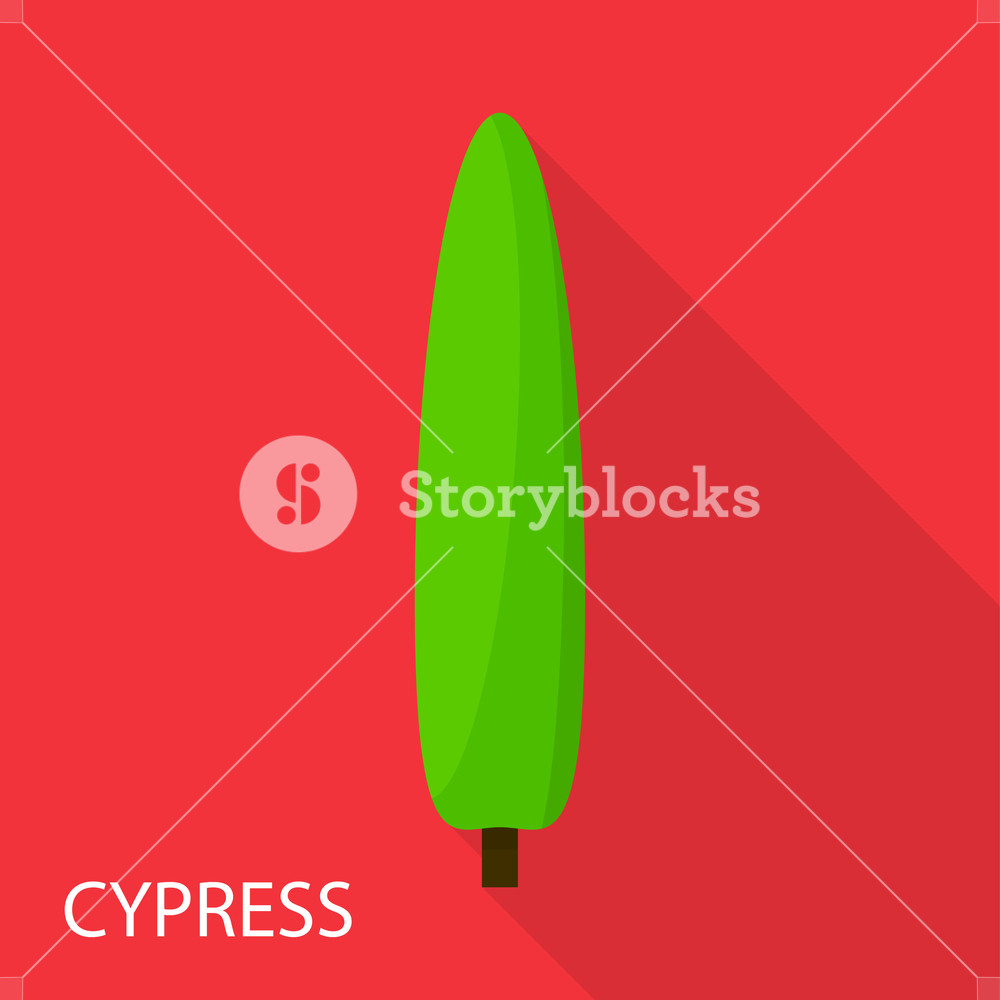 Cypress Icon Flat Illustration Of Cypress Vector Icon For Web 1000x1000 Cypress Icon Flat Illustration Of Cypress Vector Icon For Web