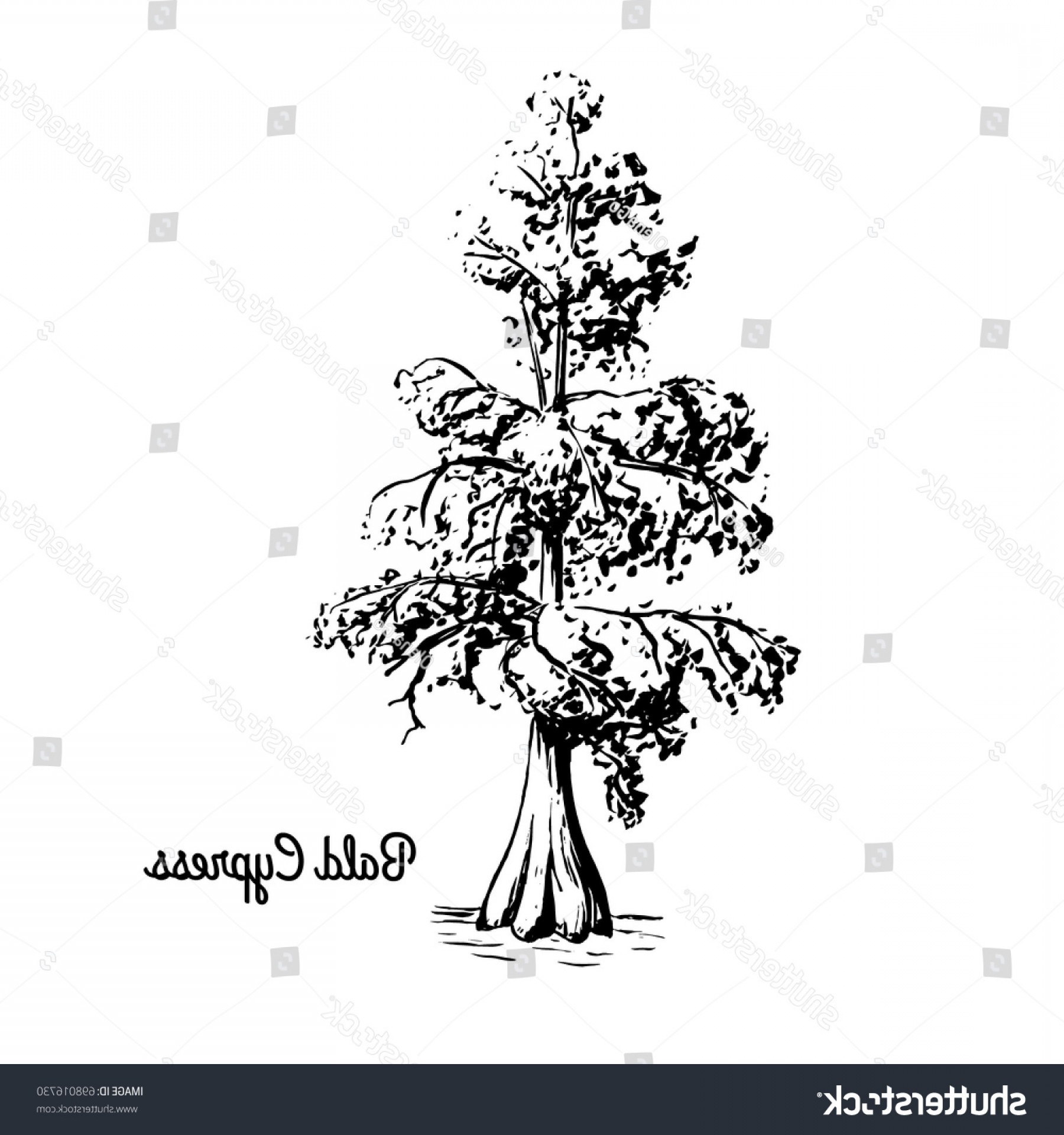 Bald Cypress Tree Vector Createmepink 1800x1920 Bald Cypress Tree Vector Createmepink