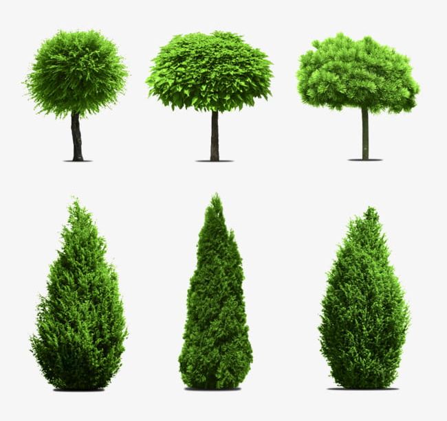 Eucalyptus Cypress Banyan Tree Material Png, Clipart, Banyan 650x613 Eucalyptus Cypress Banyan Tree Material Png, Clipart, Banyan