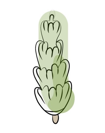 Green Cypress Tree Sketch Vector Illustration, Isolated On White 357x450 Green Cypress Tree Sketch Vector Illustration, Isolated On White