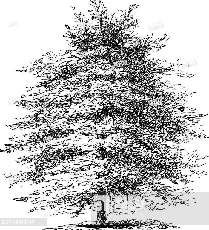Italian Cypress Or Cupressus Sempervirens Horizontalis, Vintage 700x771 Italian Cypress Or Cupressus Sempervirens Horizontalis, Vintage