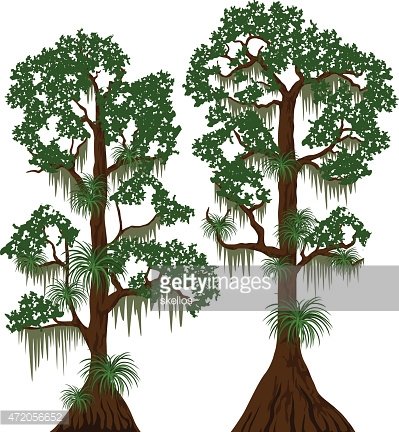 Vector Cypress Trees With Spanish Moss Premium Clipart 399x432 Vector Cypress Trees With Spanish Moss Premium Clipart