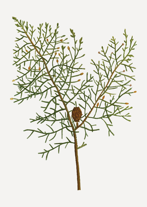 Chinese Weeping Cypress Vector Free Download 626x877 Chinese Weeping Cypress Vector Free Download