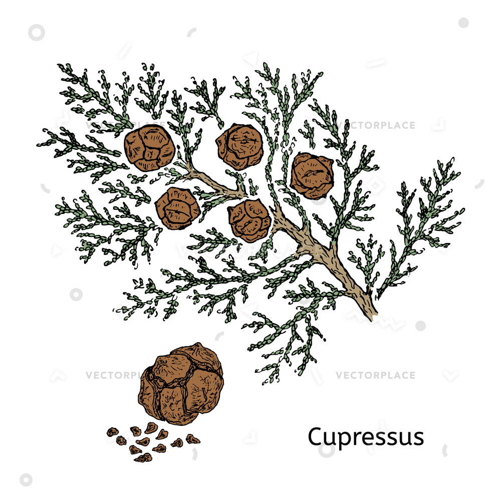 Colorful Drawing Cypress Branch Concept Cones Vector Illustration 1000x1000 Colorful Drawing Cypress Branch Concept Cones Vector Illustration