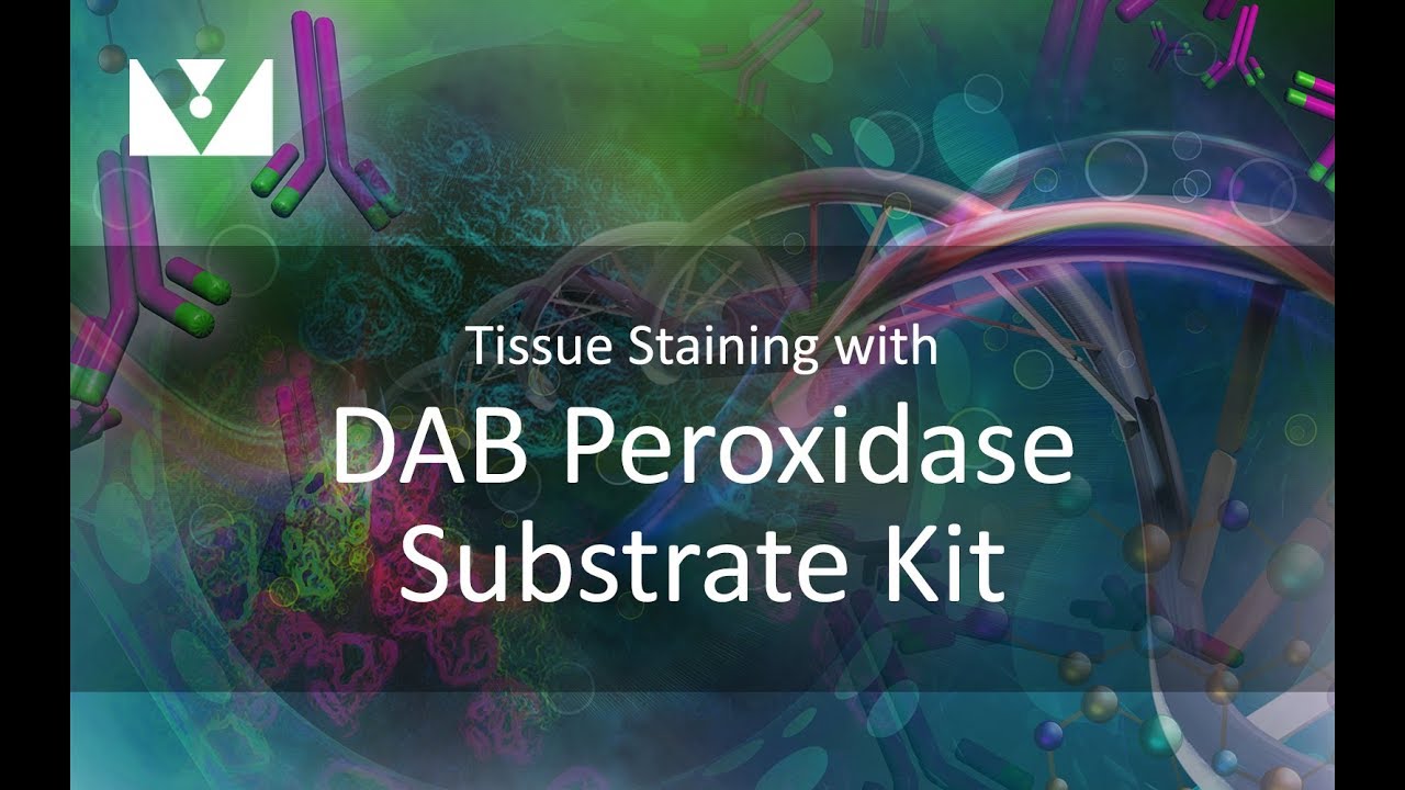 1280x720 Tissue Staining With Dab Peroxidase Substrate Kit From Vector